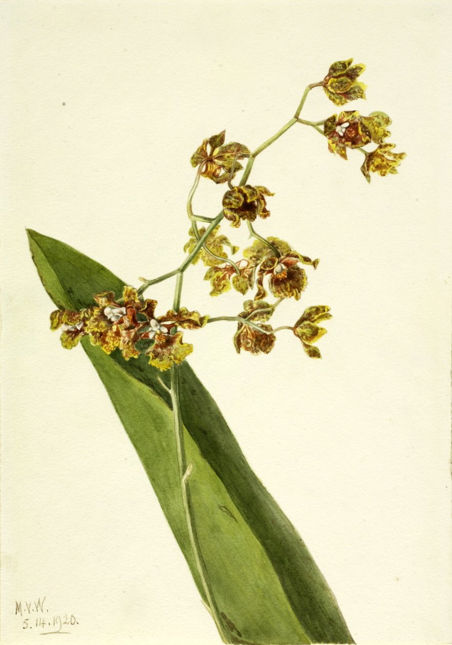 رصدت Cyrtopodium Cyrtopodium punctatum ، 1920. بواسطة ماري فو والكوت