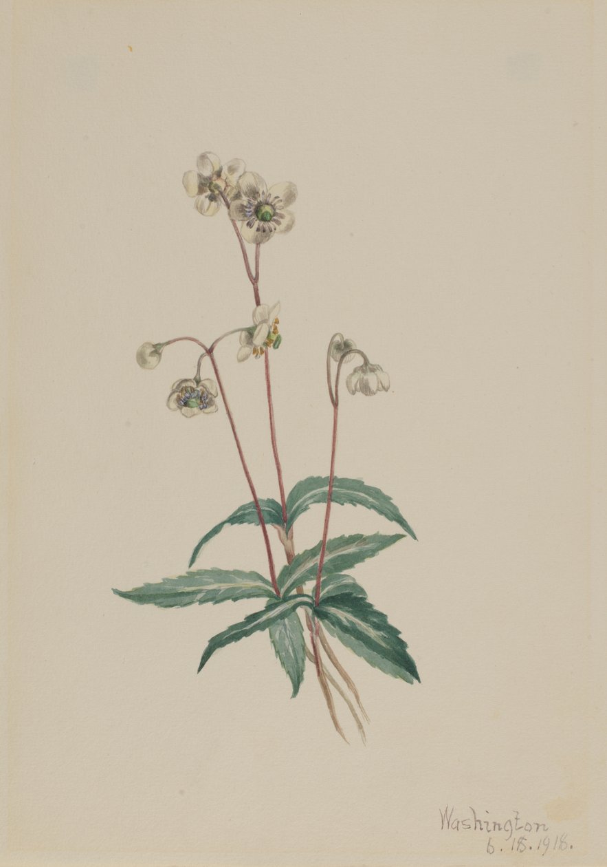 مرقط Pipsissewa Chimaphila maculata ، 1918. بواسطة ماري فو والكوت