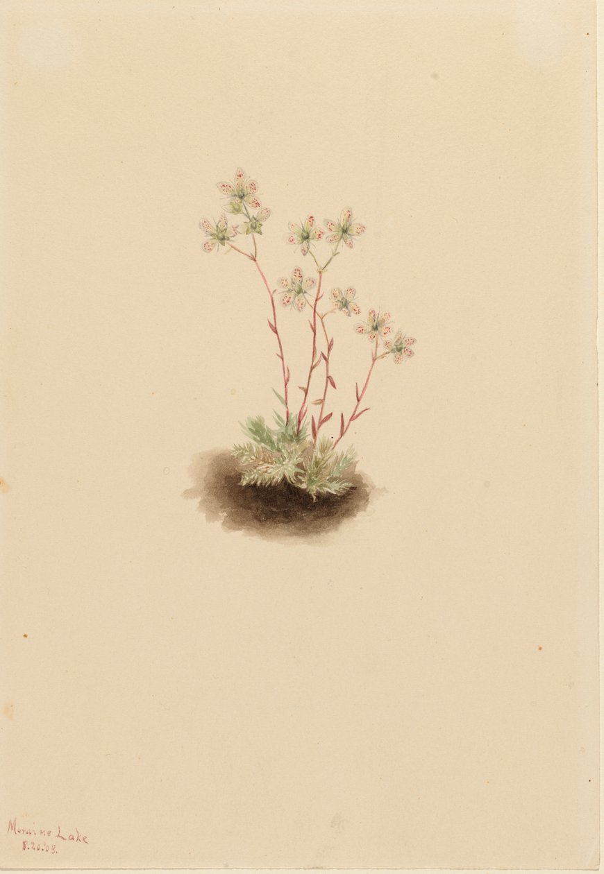 Saxifrage Saxifraga bronchialis المُرقطة ، 1903. بواسطة ماري فو والكوت
