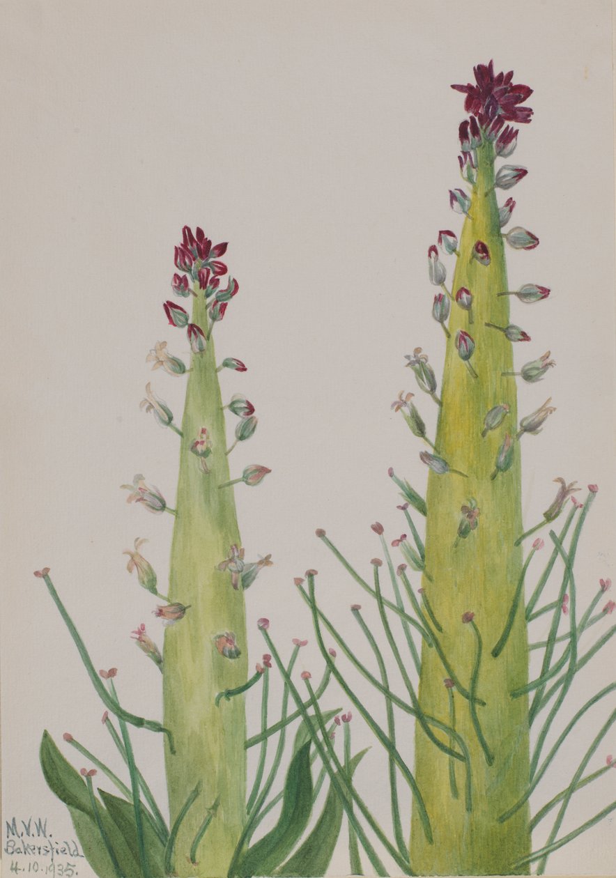 Squaw-الملفوف Caulanthus inflatus ، 1935 بواسطة ماري فو والكوت