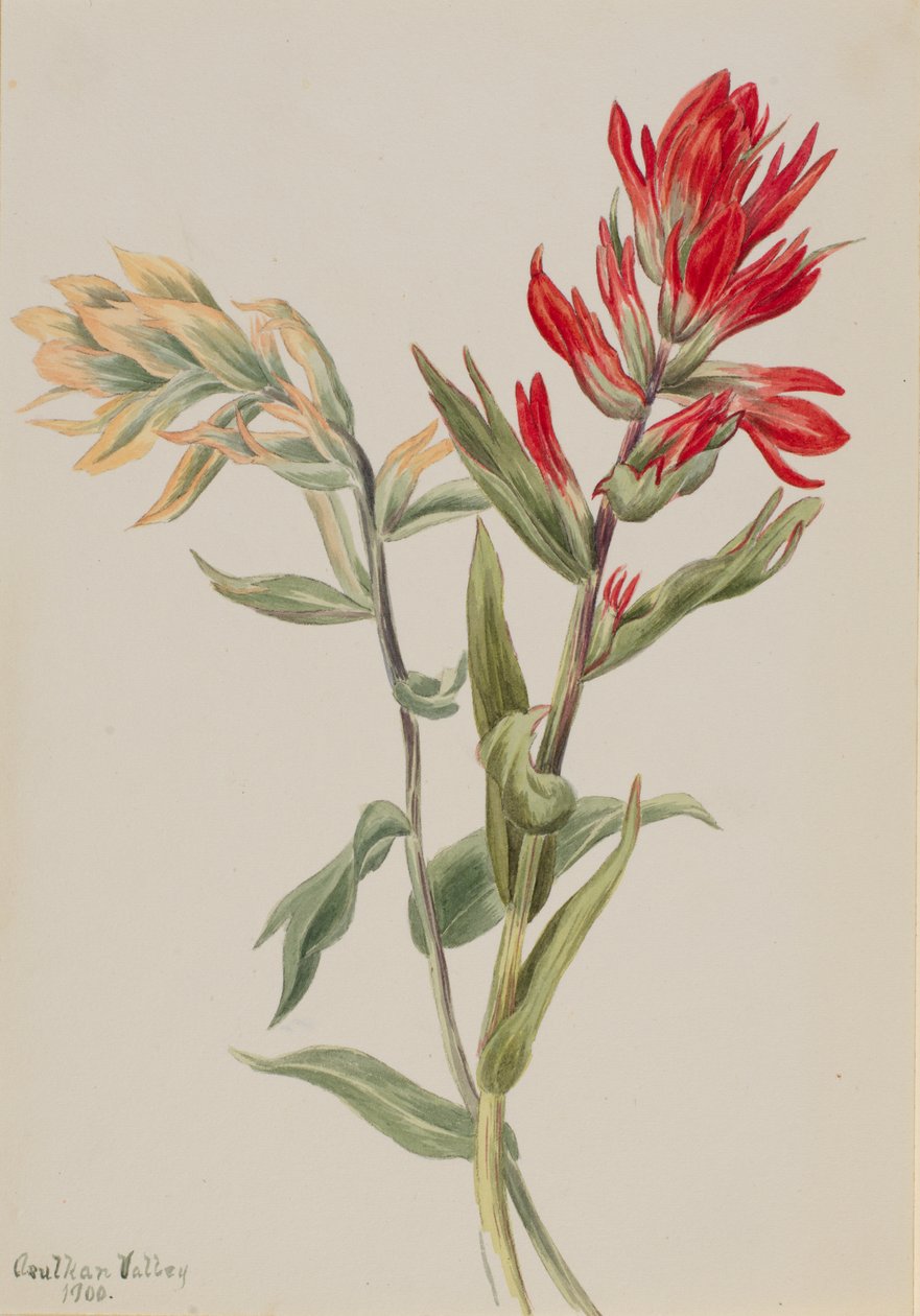 Stachys palustria ، 1900. بواسطة ماري فو والكوت