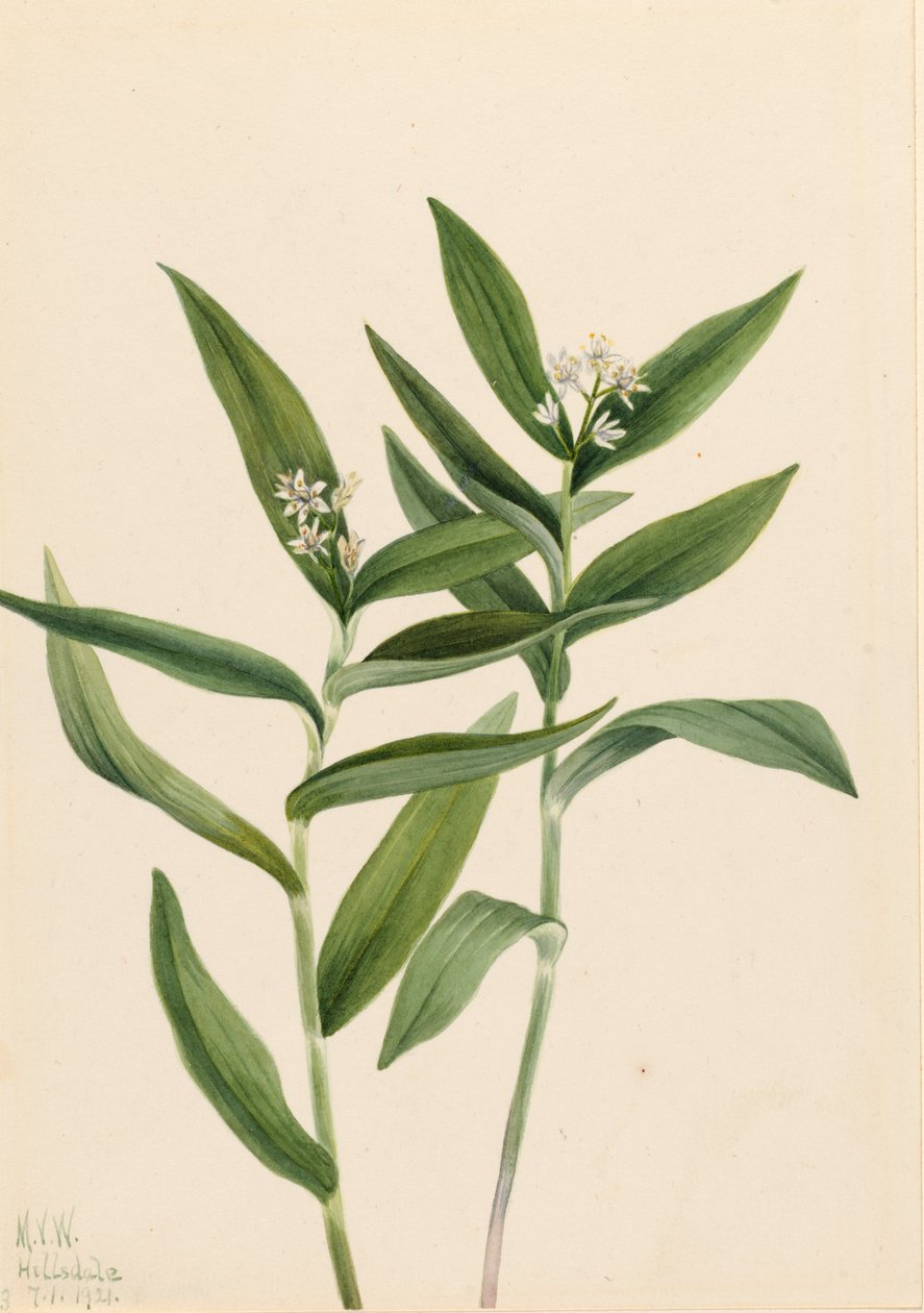 نجمة Solomonplume Vagnera stellata ، 1921. بواسطة ماري فو والكوت