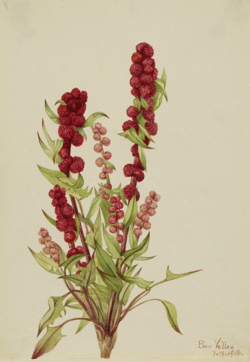 الفراولة-بليت Chenopodium capitatum ، 1918. بواسطة ماري فو والكوت