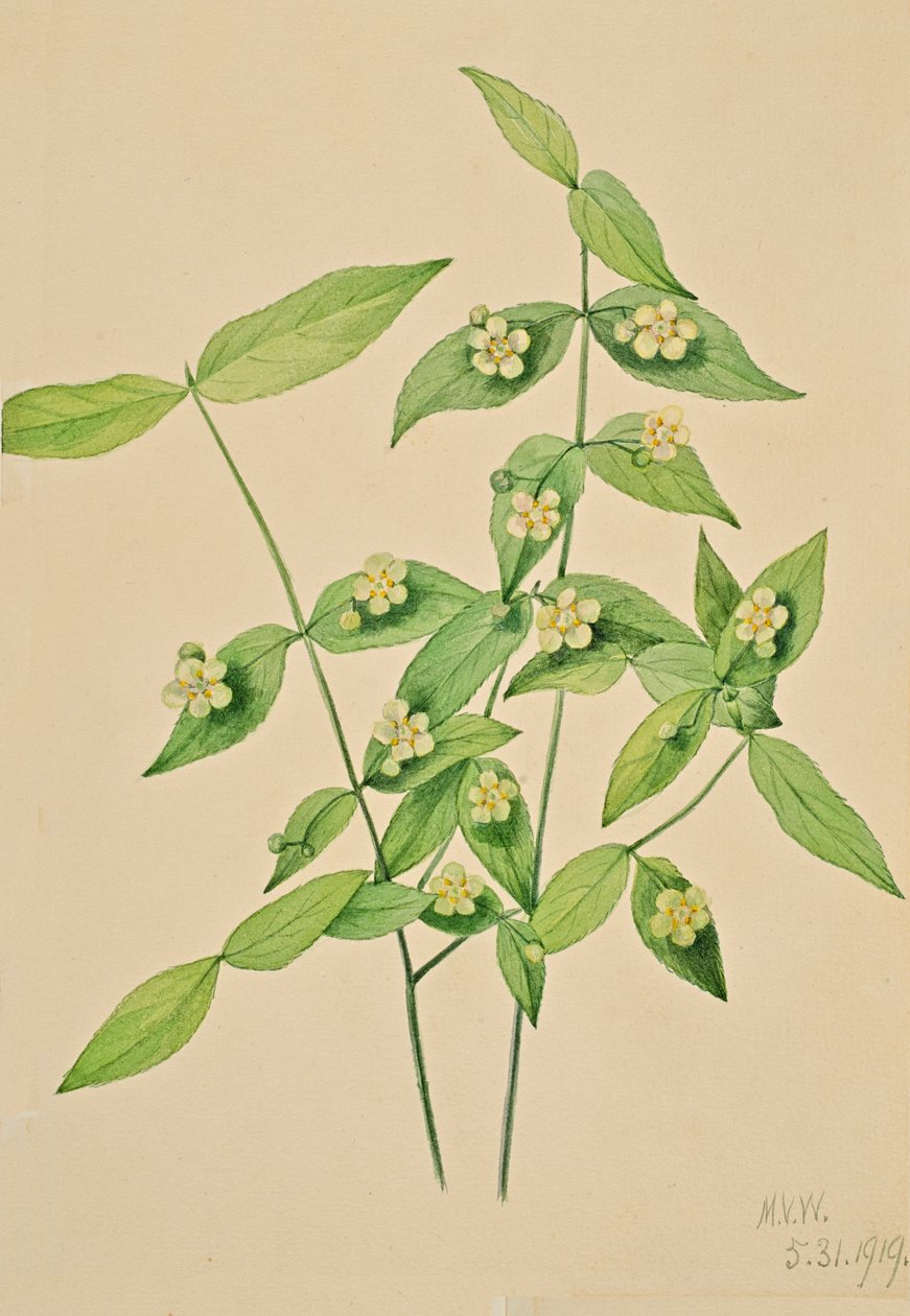 بوش الفراولة Euonymus americanus ، 1919. بواسطة ماري فو والكوت