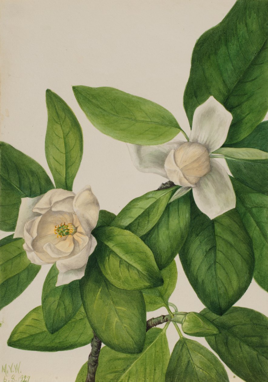 Sweetbay Magnolia virginiana ، 1927. بواسطة ماري فو والكوت