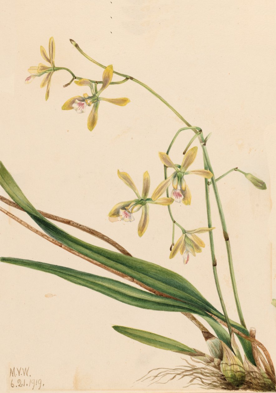 Epidendrum tampense تامبا ، 1919 بواسطة ماري فو والكوت