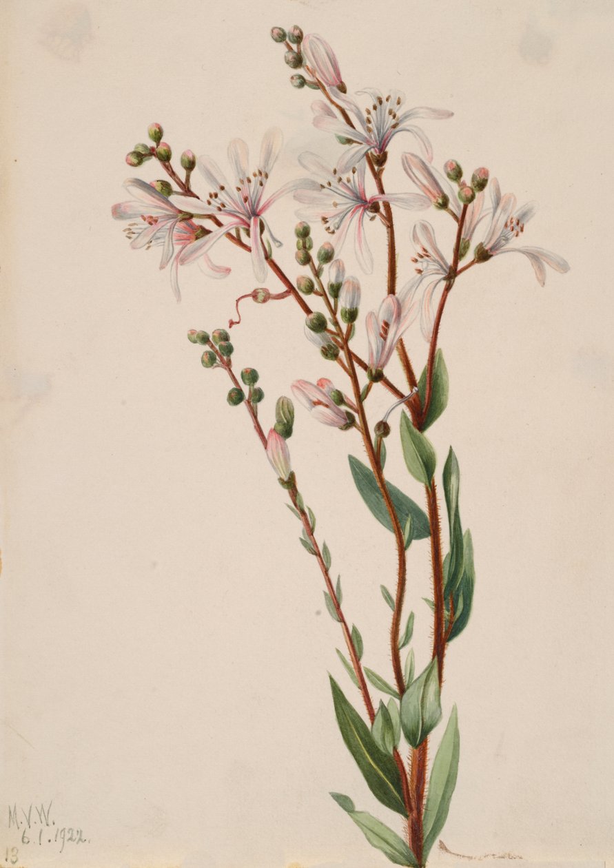 Tarflower Befaria racemosa ، 1922. بواسطة ماري فو والكوت