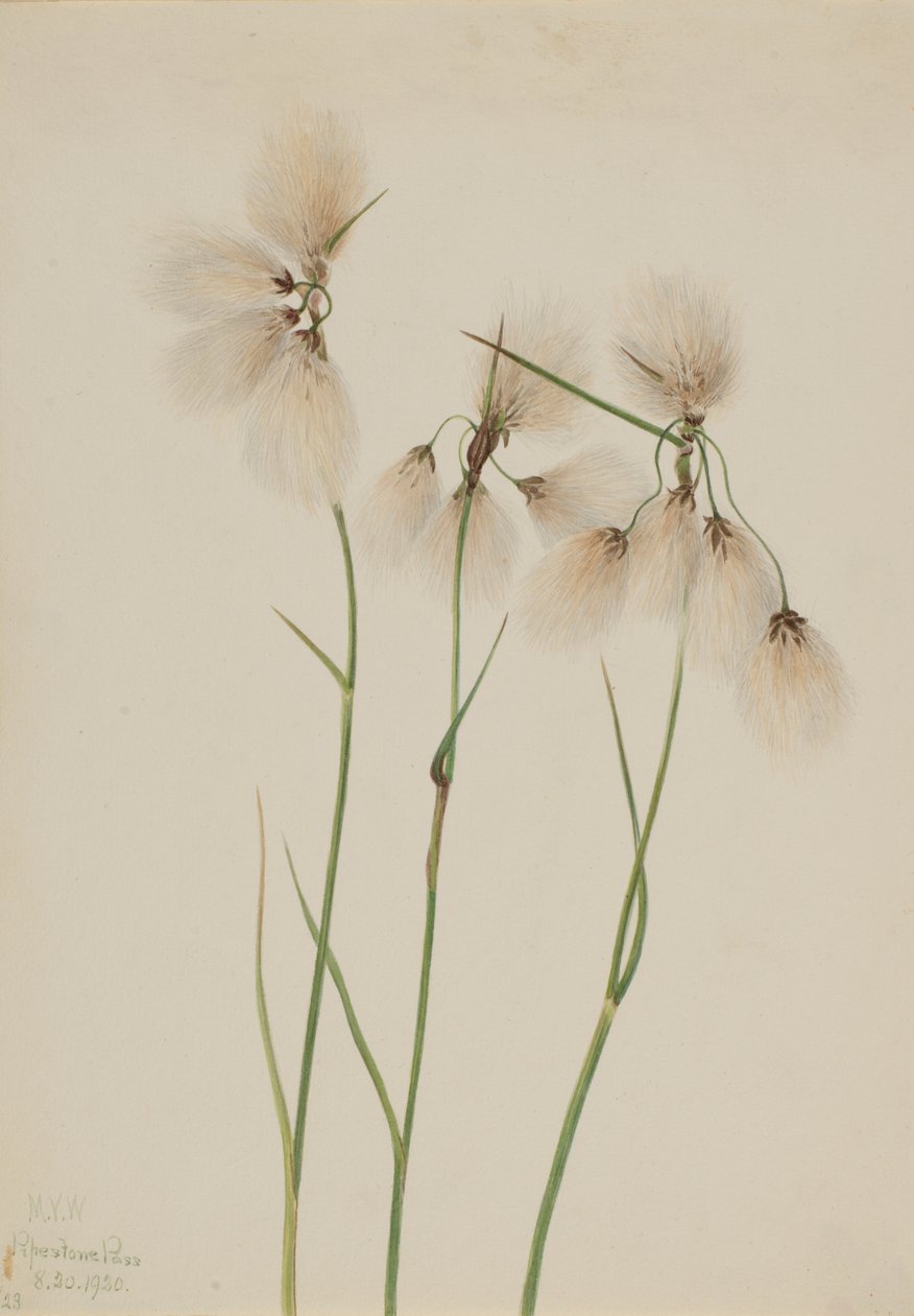 شرابة Cottongrass Eriophorum angustifolium ، 1920. بواسطة ماري فو والكوت