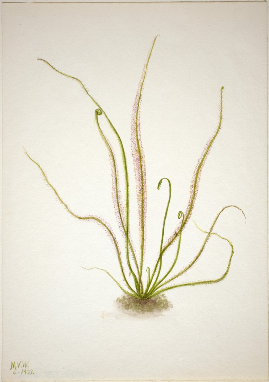 ندية الأوراق الخيطية (Drosera rotundifolia) بواسطة ماري فو والكوت