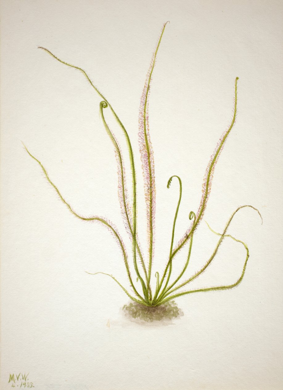ورقة الخيط Sundew Drosera rotundifolia ، 1933. بواسطة ماري فو والكوت