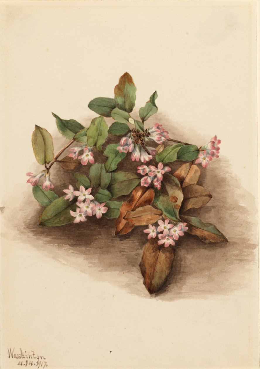زائدة Arbutus Epigaea repens ، 1917. بواسطة ماري فو والكوت