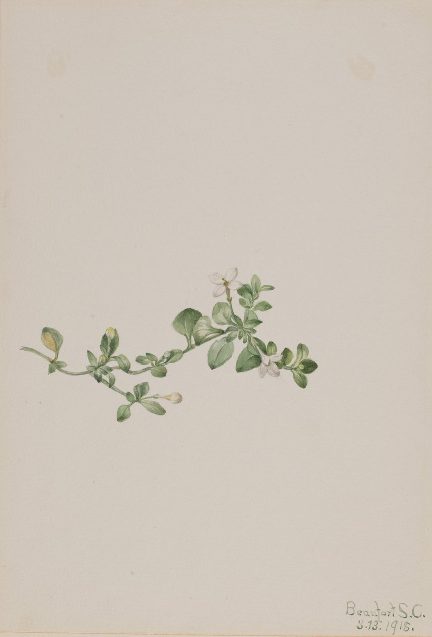 متخلفة عن Houstonia Houstonia procumbens ، 1918. بواسطة ماري فو والكوت