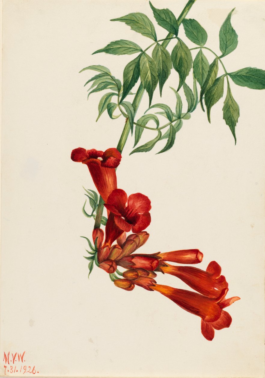 البوق الزاحف Bignonia radicans ، 1926. بواسطة ماري فو والكوت