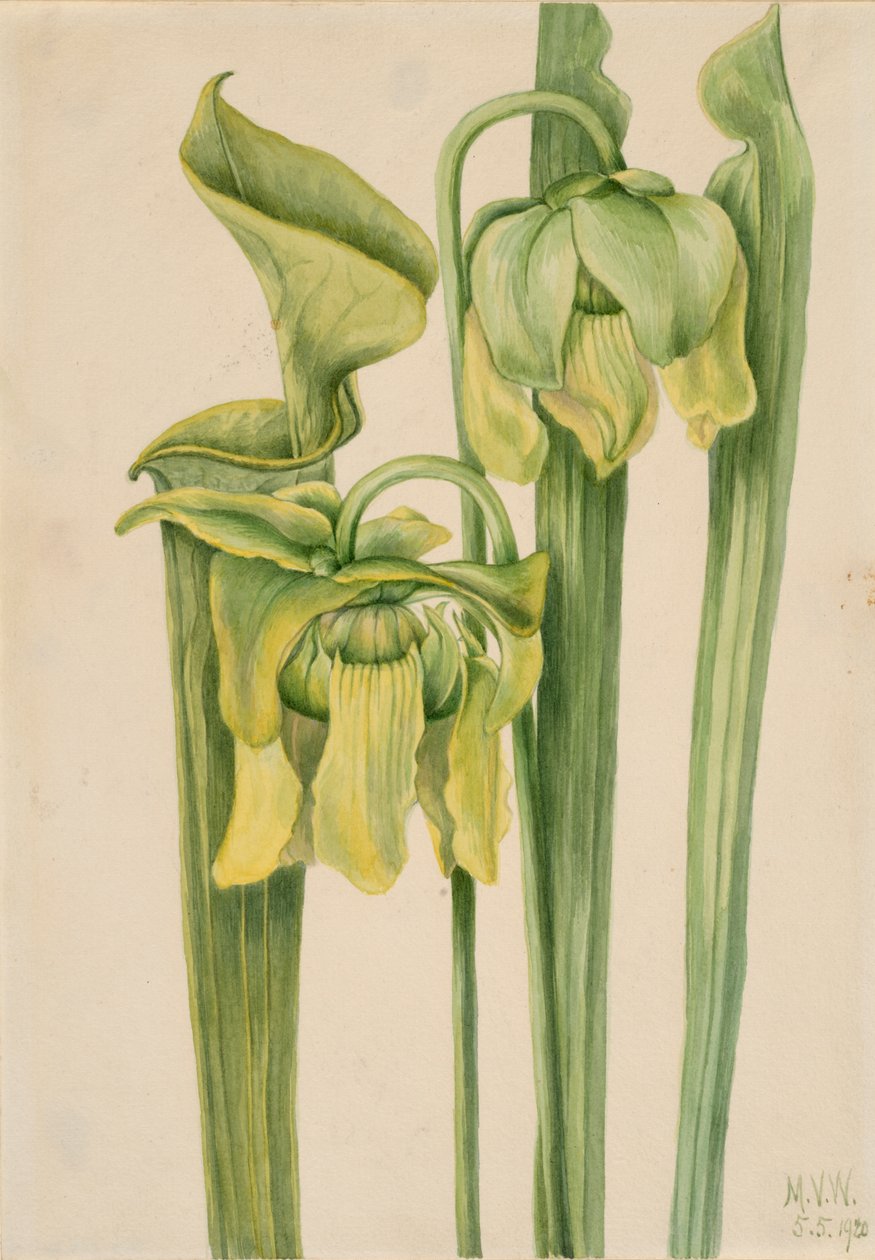 Trumpetleaf Sarracenia flava ، 1920. بواسطة ماري فو والكوت