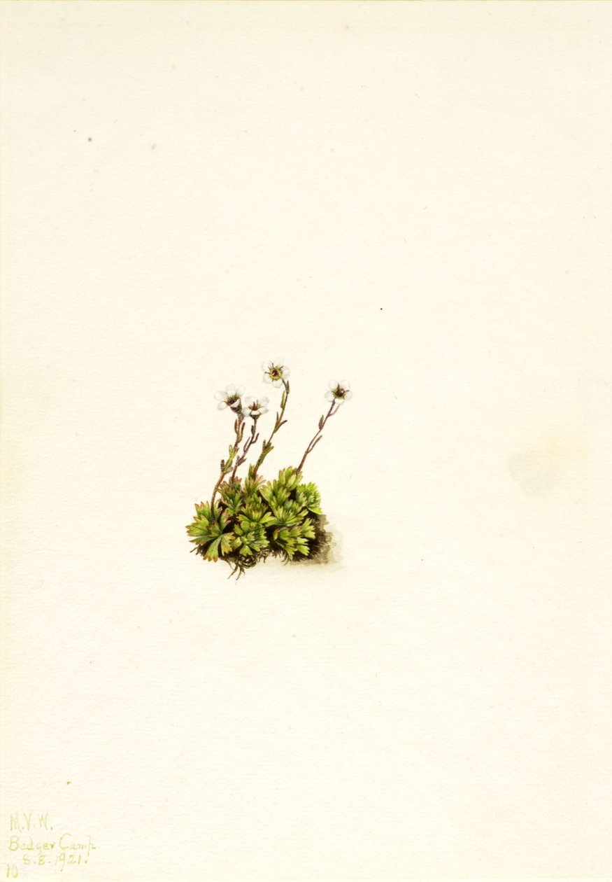 Saxifrage Saxifraga caespitosa معنقدة ، 1921. بواسطة ماري فو والكوت