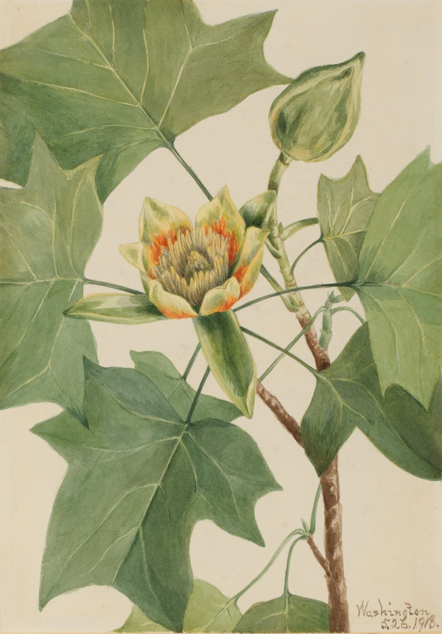 توليبتري Liriodendron tulipifera ، 1918. بواسطة ماري فو والكوت