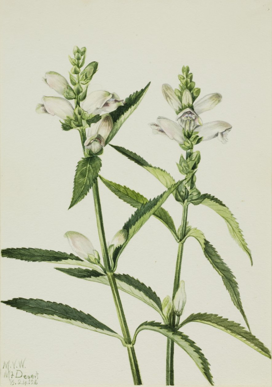 Turtlehead Chelone glabra ، 1926. بواسطة ماري فو والكوت