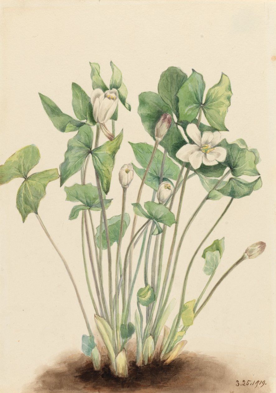 Twinleaf Jeffersonia diphylla ، 1919. بواسطة ماري فو والكوت