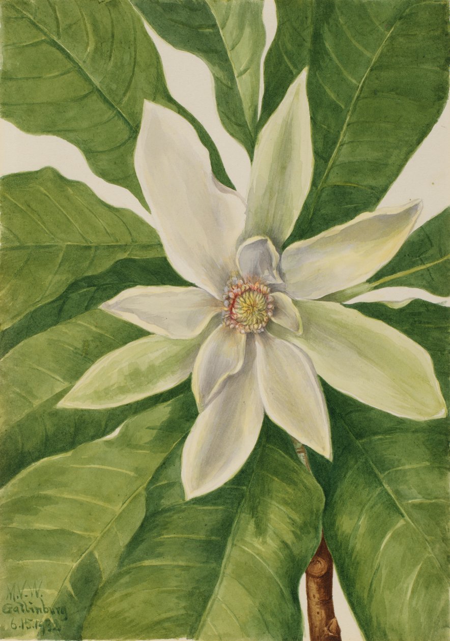 شجرة المظلة Magnolia tripetala ، 1932. بواسطة ماري فو والكوت