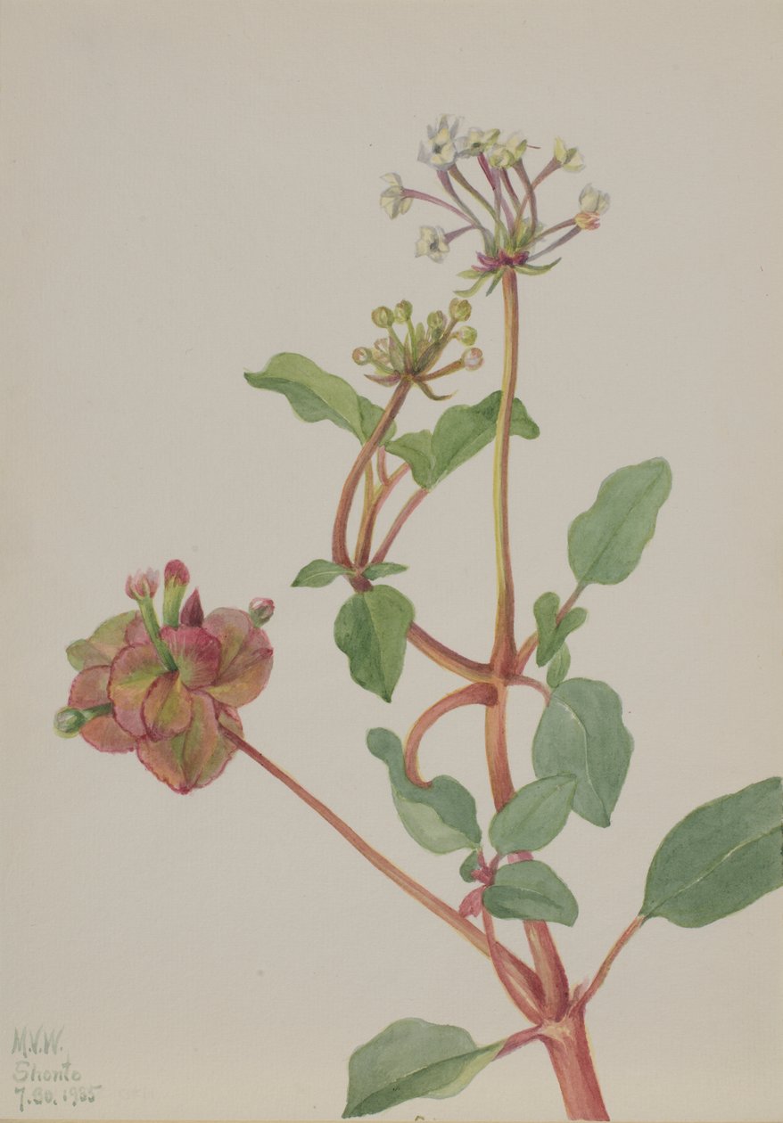 Tripterocalyx pedunculatus بدون عنوان ، 1935. بواسطة ماري فو والكوت