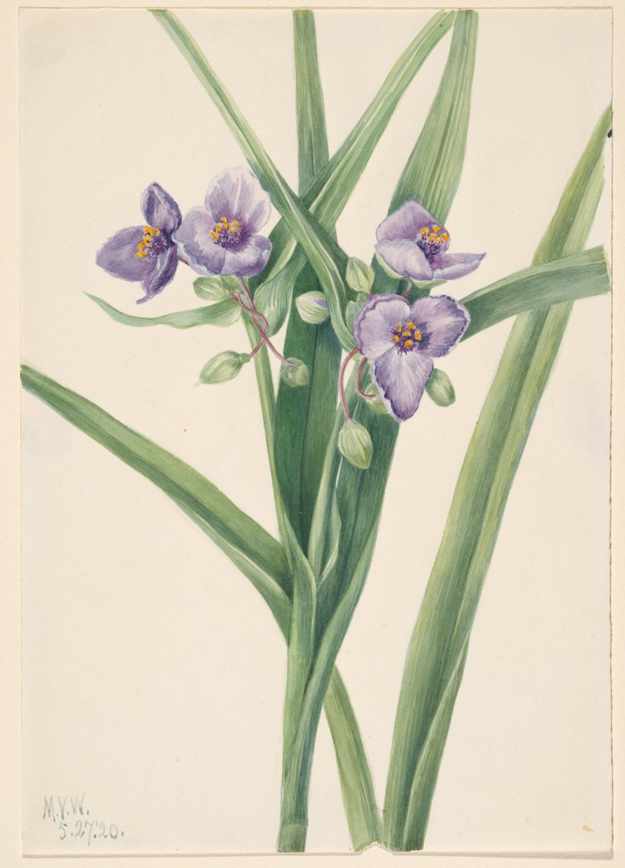 فرجينيا سبايدرورت Tradescantia virginiana ، 1920. بواسطة ماري فو والكوت