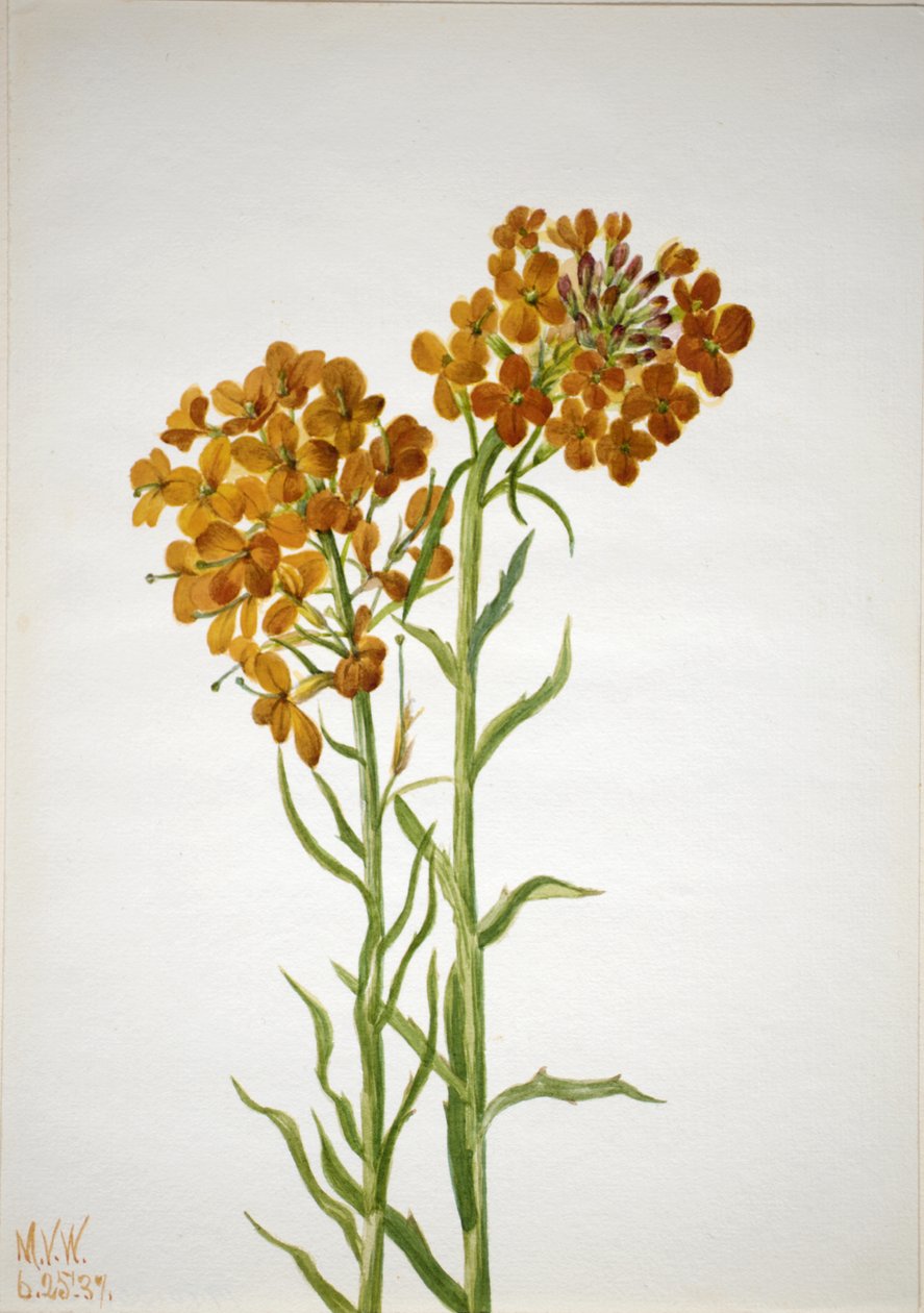 Wallflower Erysimum Wheeleri ، 1937. بواسطة ماري فو والكوت