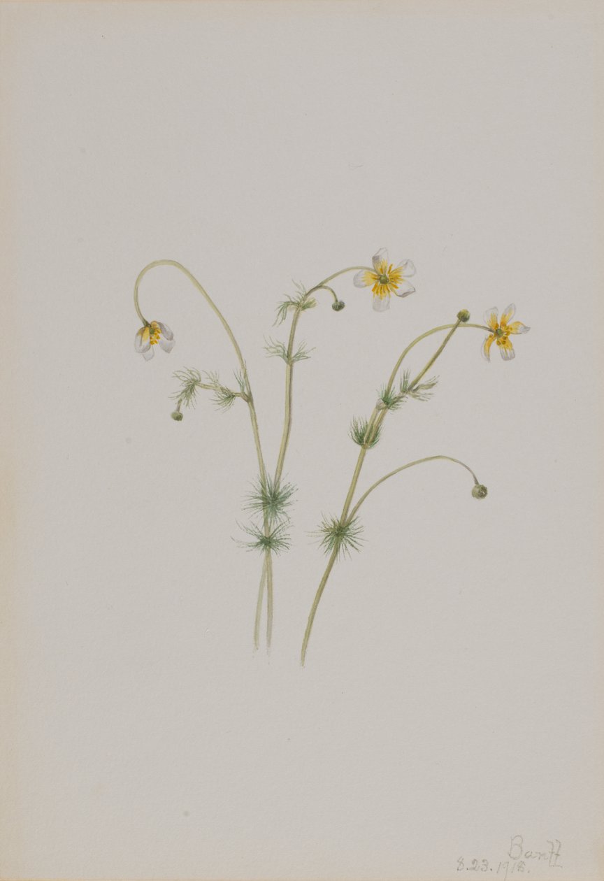 الحشرة المائية Batrachium trichophyllum ، 1918. بواسطة ماري فو والكوت