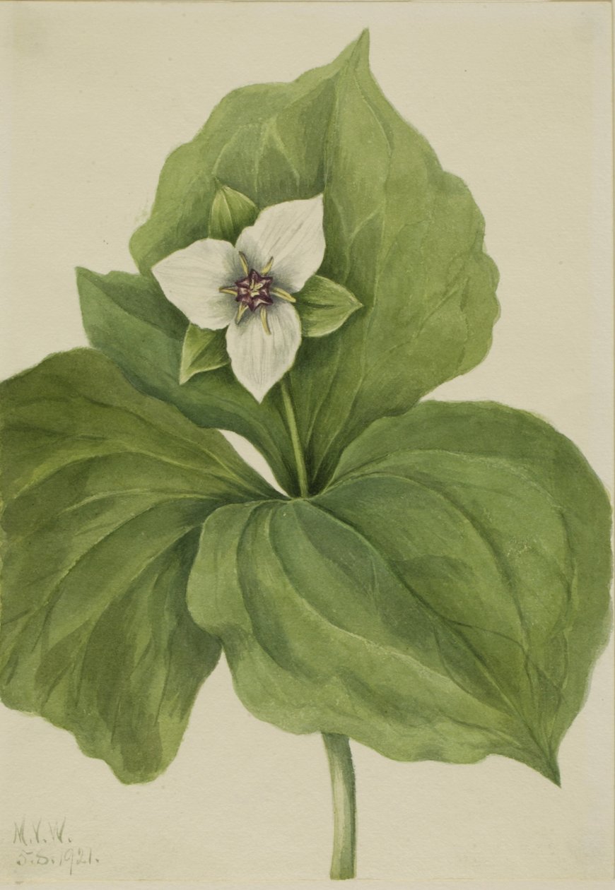 ألبوم Wax Trillium Trillium ، 1921. بواسطة ماري فو والكوت