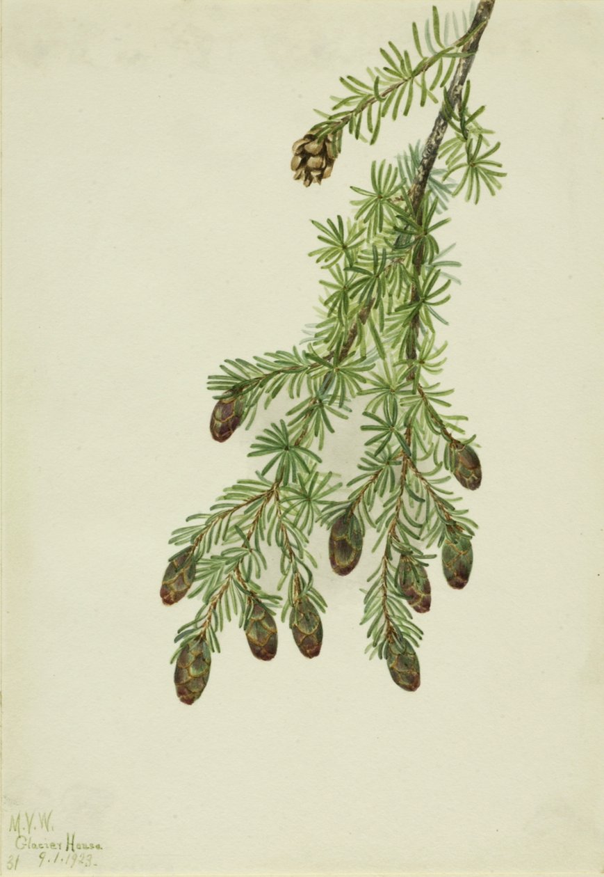 الشوكران الغربي Tsuga heterophylla ، 1923. بواسطة ماري فو والكوت