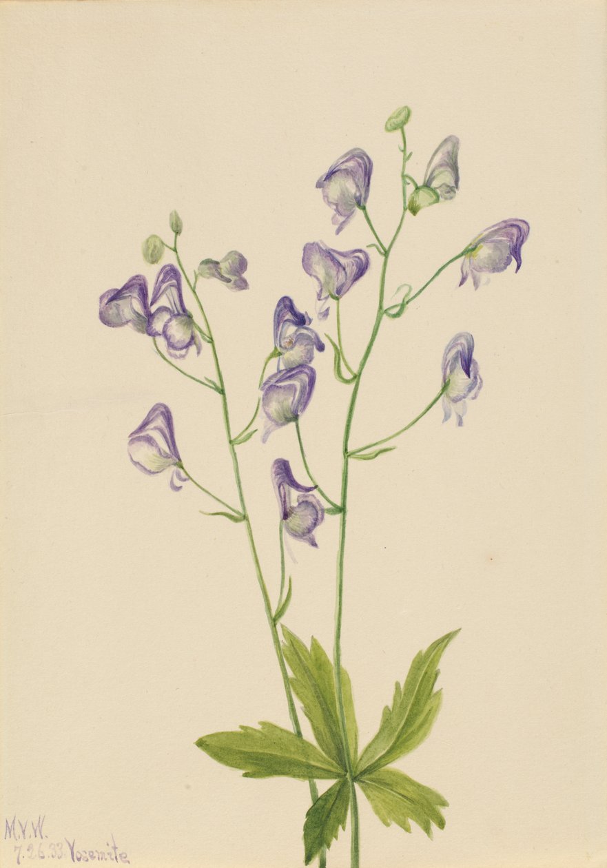 الغرب Monkshood Aconitum columbianum ، 1933. بواسطة ماري فو والكوت