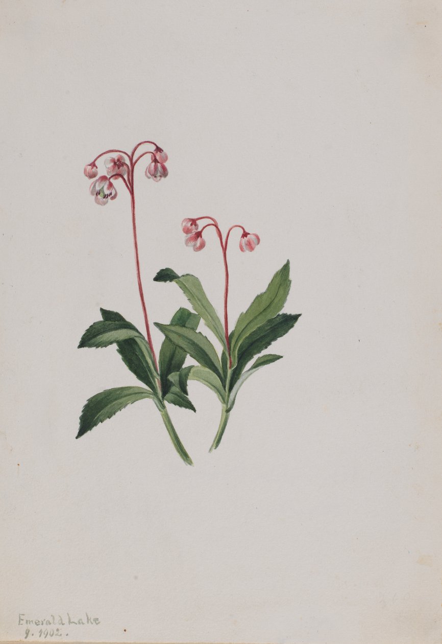 بيبسيوا الغربية Chimaphila umbellata ، 1902. بواسطة ماري فو والكوت