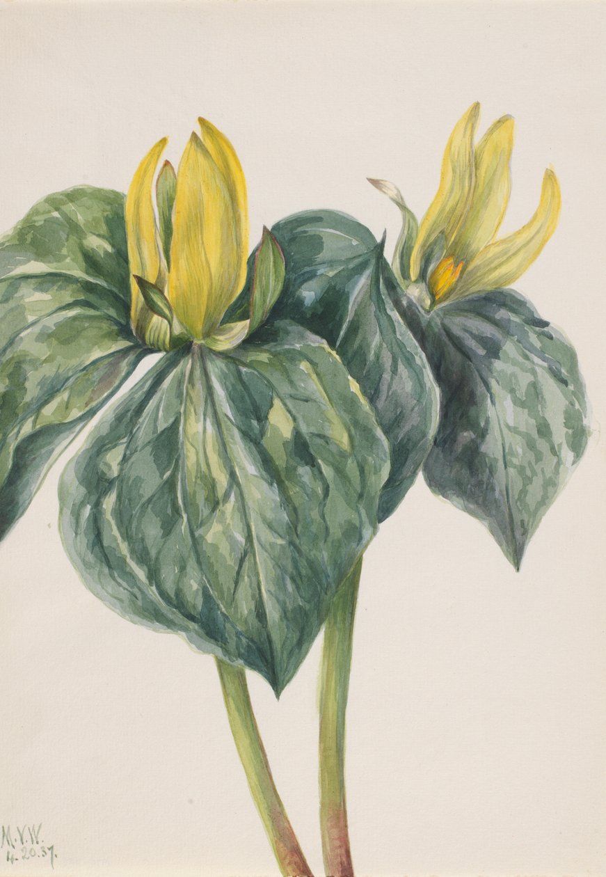 Whippoorwill Flower Trillium hugeri ، 1937. بواسطة ماري فو والكوت