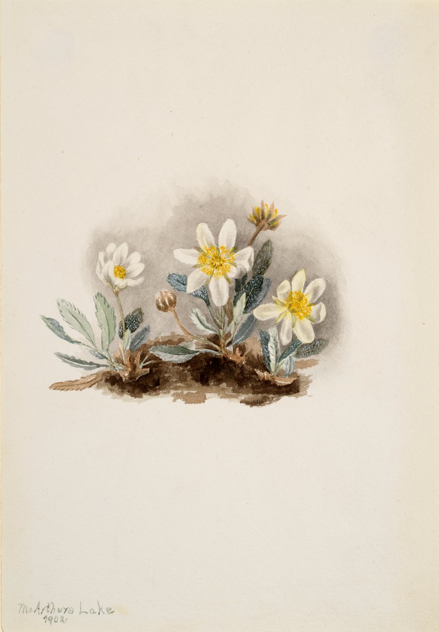 White Dryad Dryas octopetala ، 1902. بواسطة ماري فو والكوت