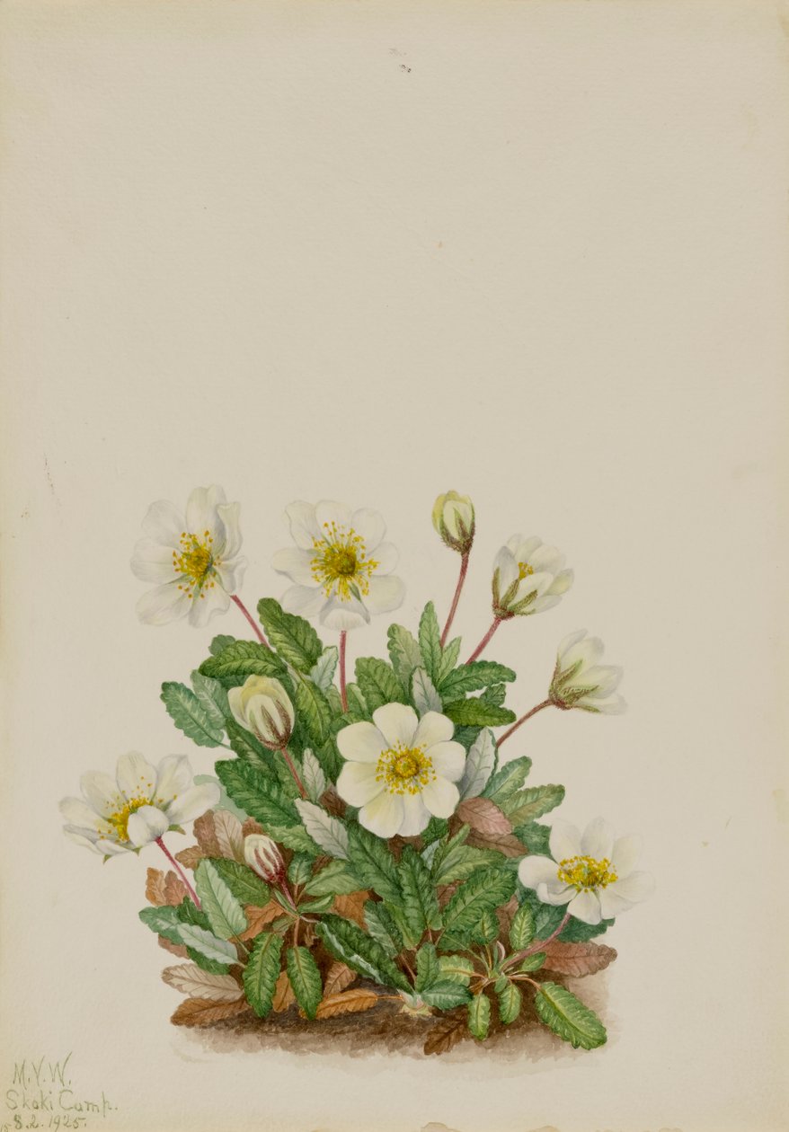White Dryad Dryas octopetala ، 1925. بواسطة ماري فو والكوت