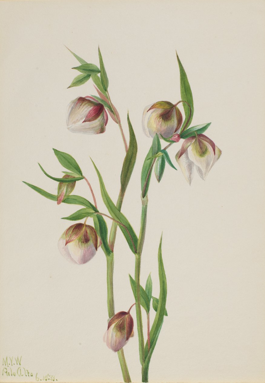 الفانوس الأبيض الجني Calochortus albus ، 1933. بواسطة ماري فو والكوت