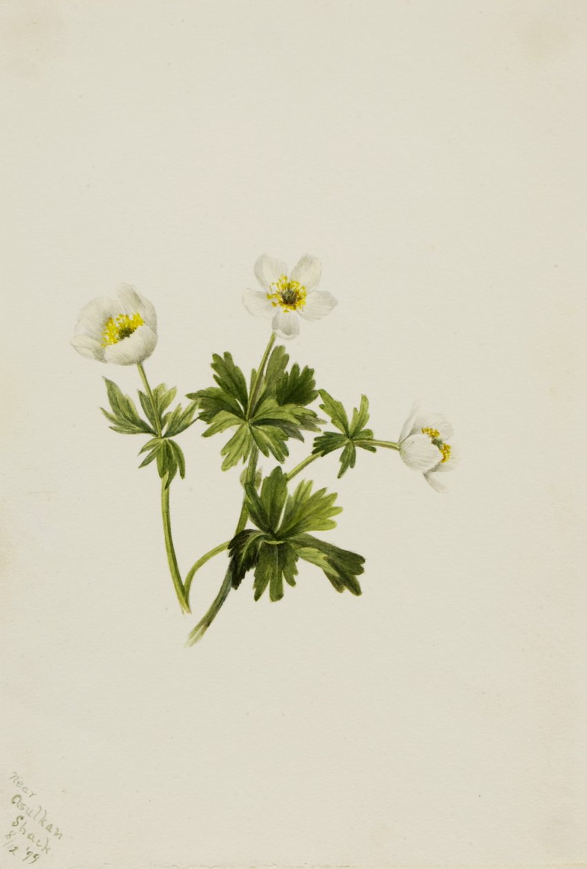الزهرة البيضاء Trollius albiflorus ، 1899. بواسطة ماري فو والكوت
