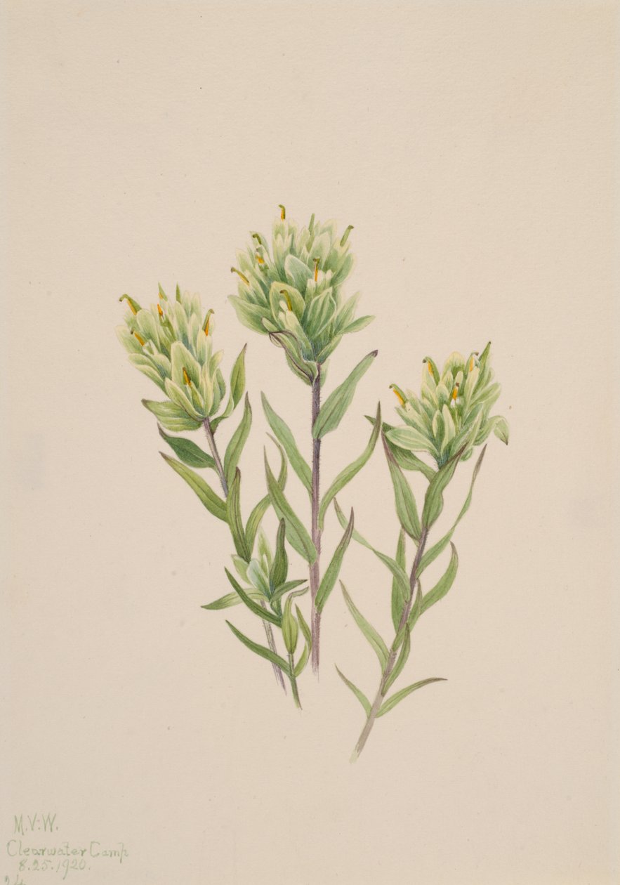 فرشاة الرسم الهندية البيضاء Castilleja occidentalis ، 1920. بواسطة ماري فو والكوت