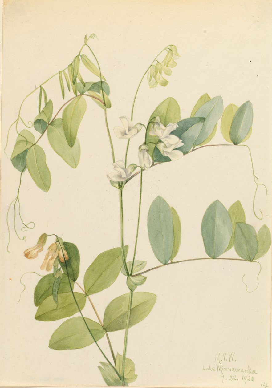 البازلاء البيضاء Lathyrus ochroleucus ، 1920. بواسطة ماري فو والكوت