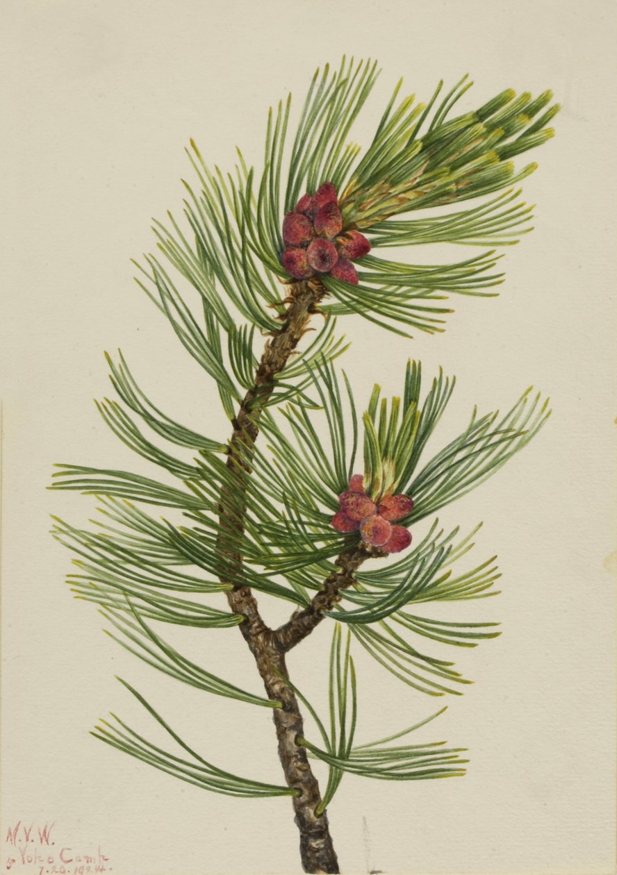 Whitebark Pine Pinus albicaulis ، 1924. بواسطة ماري فو والكوت