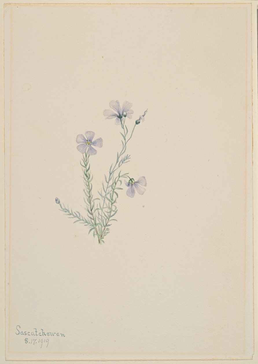 الكتان البري (Linum lewisii) بواسطة ماري فو والكوت