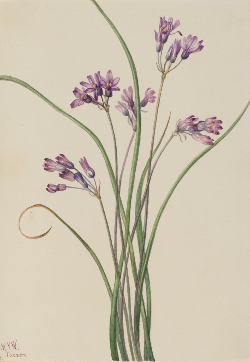الصفير البري Brodiaea pulchella ، 1927. بواسطة ماري فو والكوت