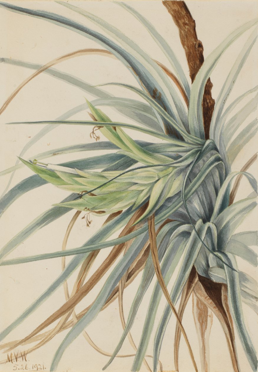 الأناناس البري Tillandsia fasciculata ، 1921. بواسطة ماري فو والكوت