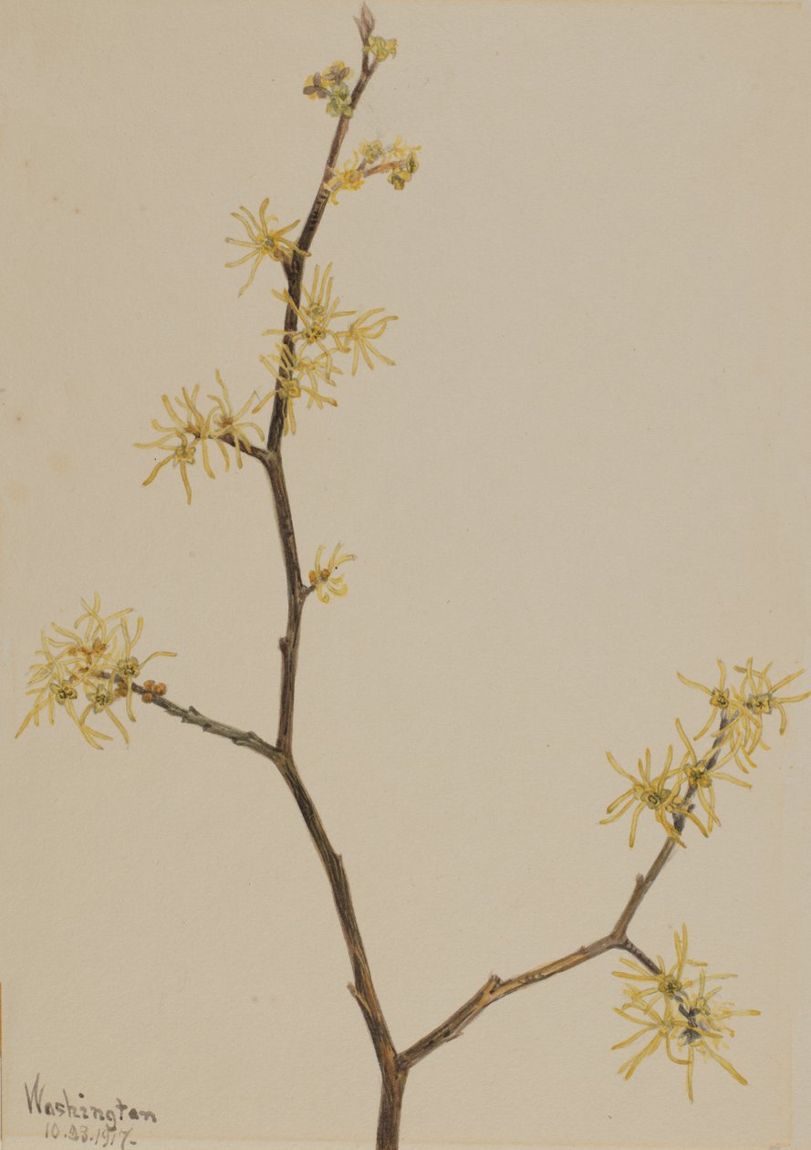 Witch-Hazel Hamamelis virginiana ، 1917. بواسطة ماري فو والكوت