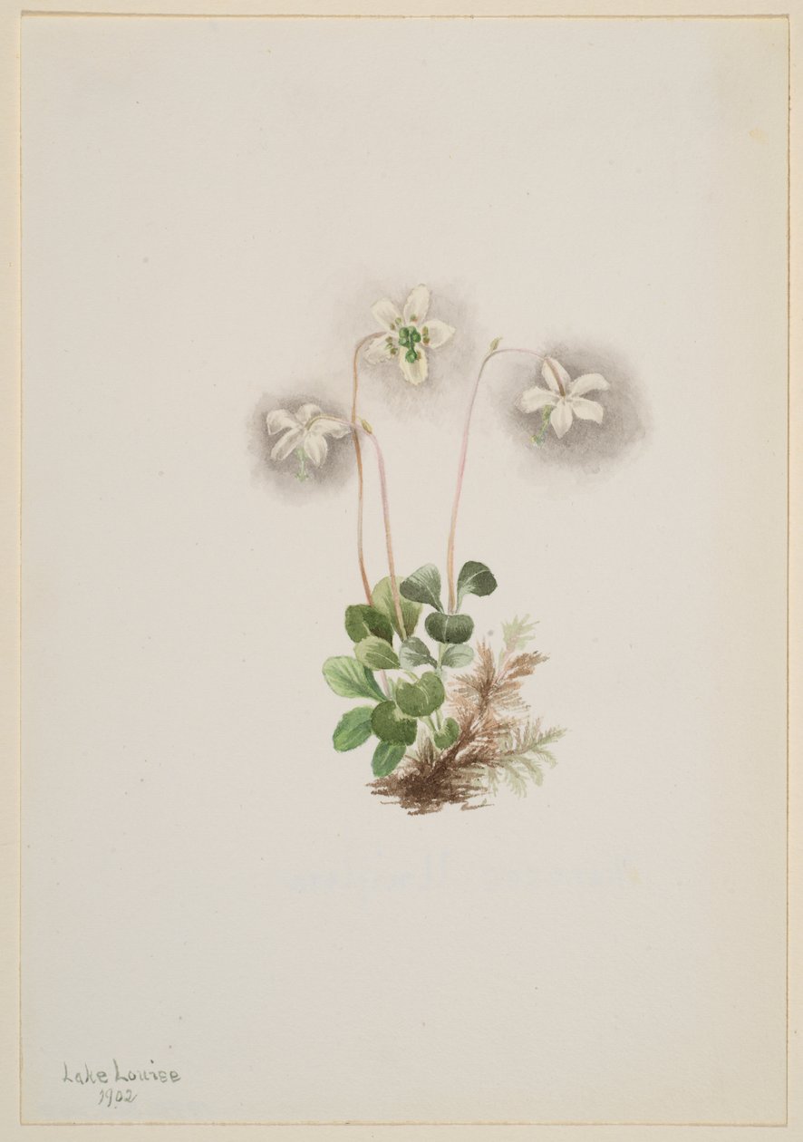 Wood-Nymph Moneses uniflora ، 1902. بواسطة ماري فو والكوت