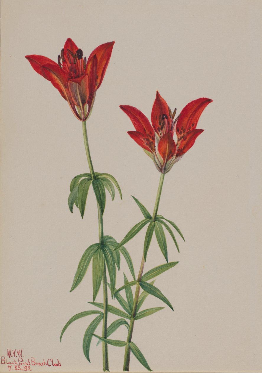 خشب الزنبق Lilium philadelphicum ، 1932 بواسطة ماري فو والكوت