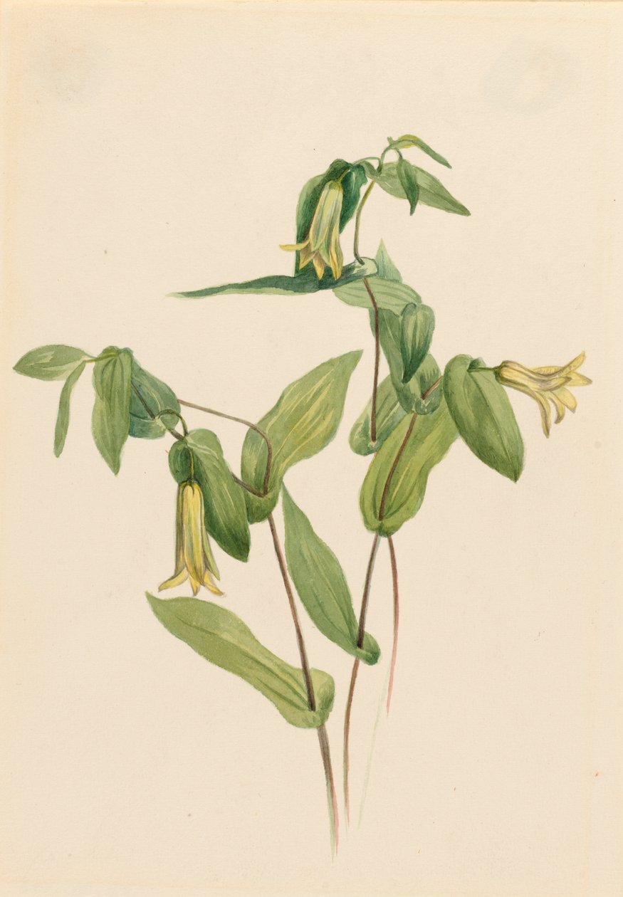 أجراس خشبية Merrybells Uvularia perfoliata ، بدون تاريخ بواسطة ماري فو والكوت