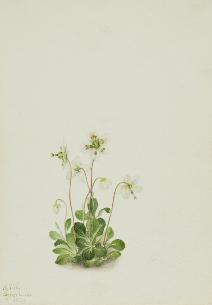 Wood Nymph Moneses uniflora ، 1925. بواسطة ماري فو والكوت