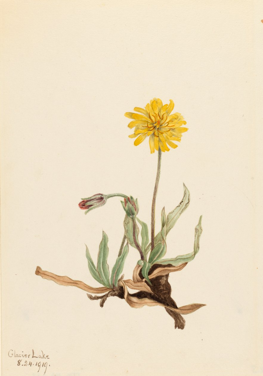 صوفي Agoseris Agoseris villosa ، 1919. بواسطة ماري فو والكوت