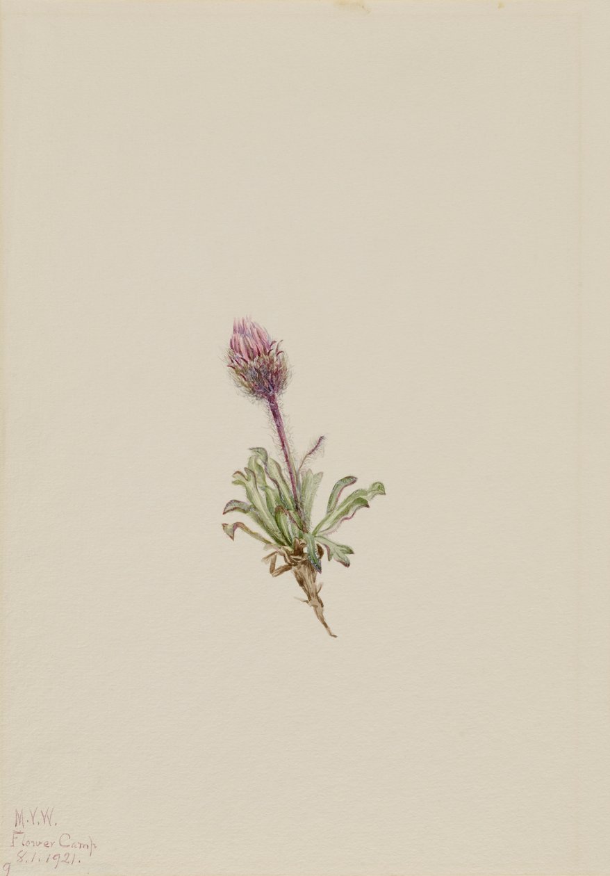 وولي فليبان Erigeron lanatus ، 1921. بواسطة ماري فو والكوت
