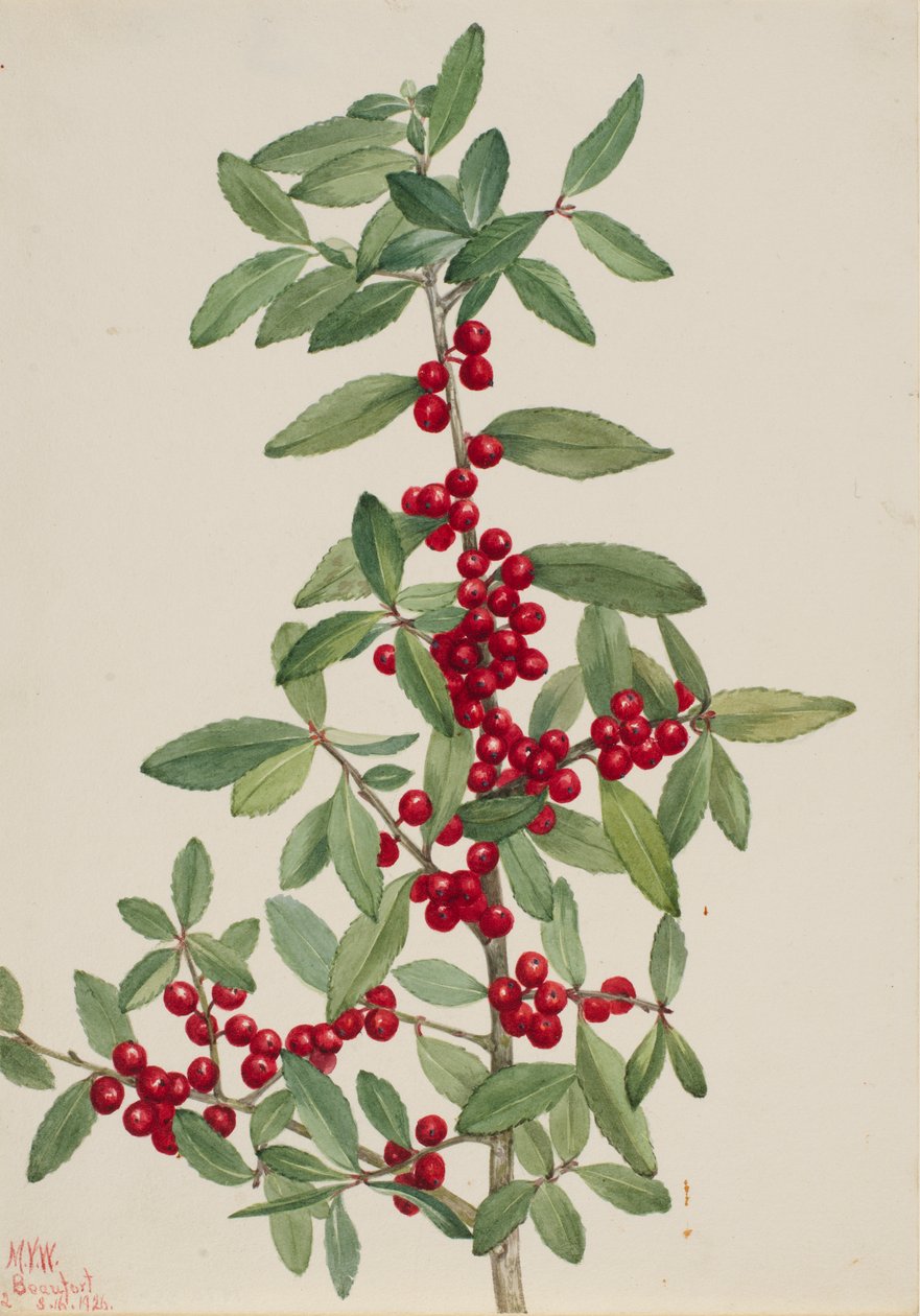 القيء Yaupon Ilex ، 1926. بواسطة ماري فو والكوت